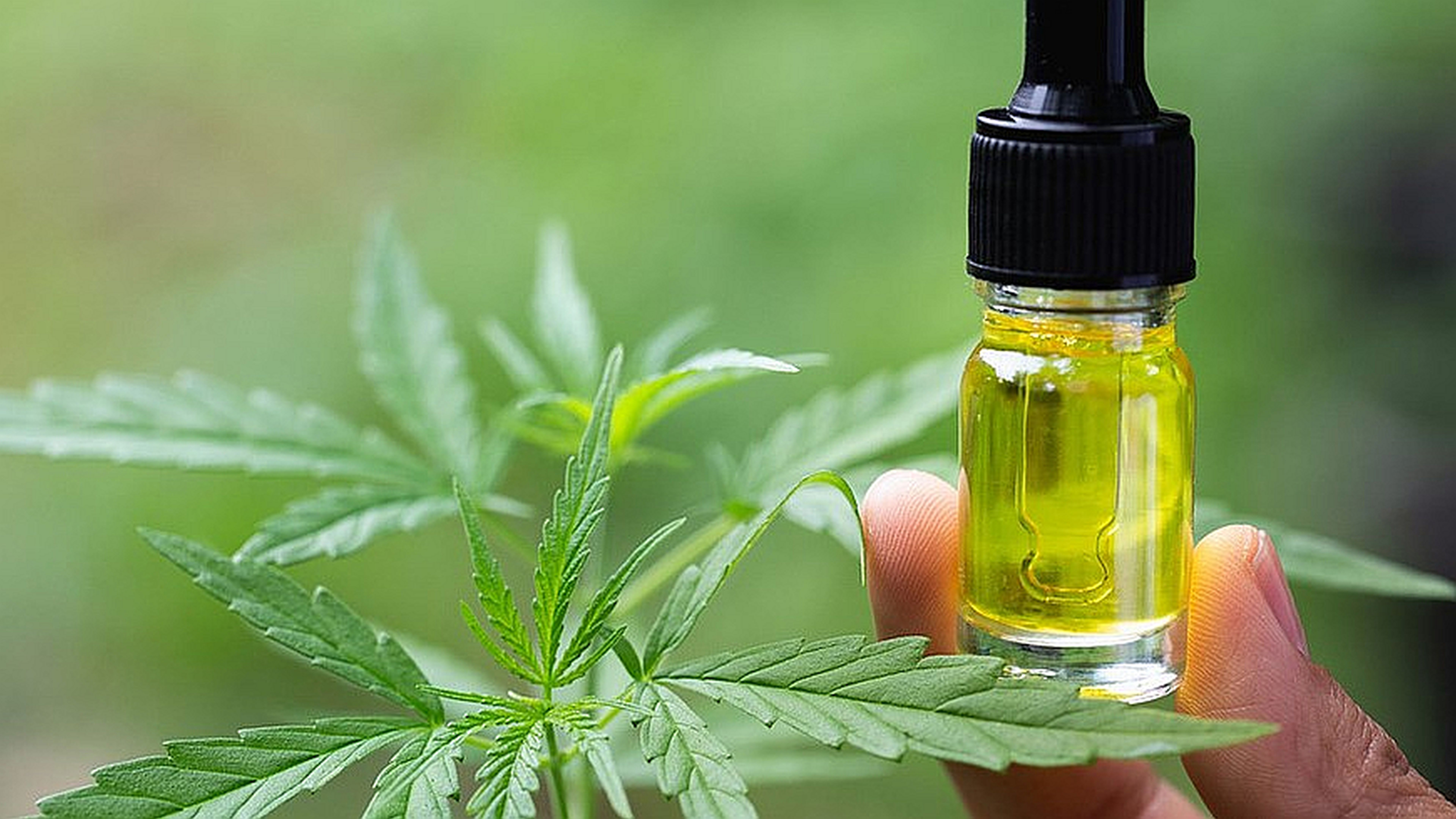 THC destillieren und richtig verdünnen: Wernard Bruinings Antwort auf starkes Haschöland