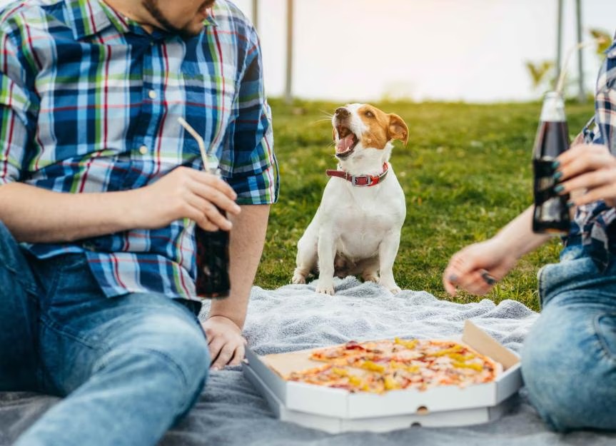 Der Keller als Testküche – der Beginn von Pizzanap