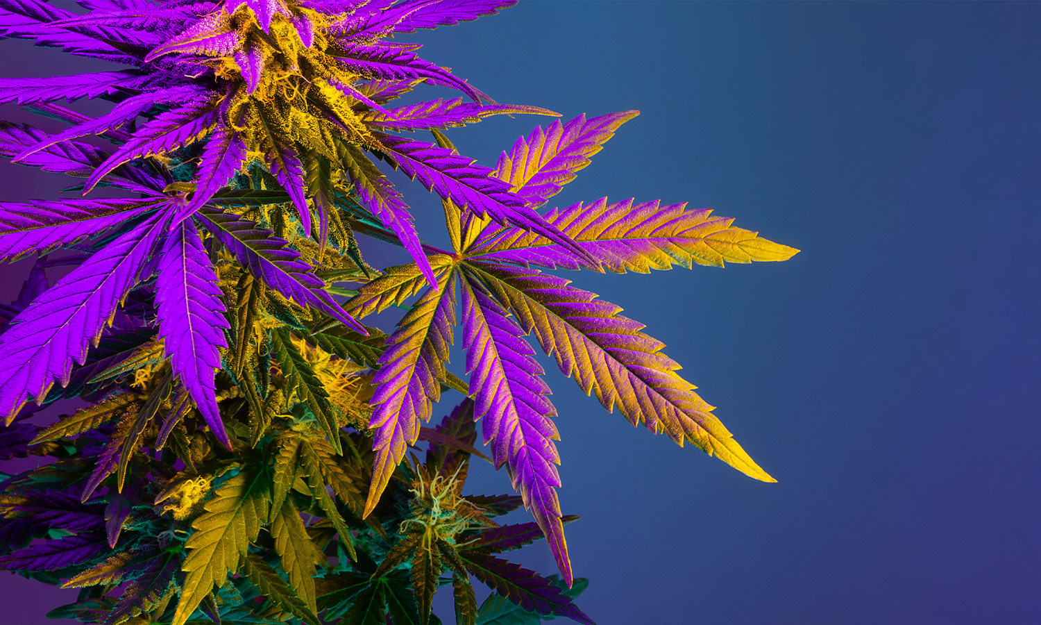 CBD Blüten kaufen – Qualität, die du wirklich fühlen kannst