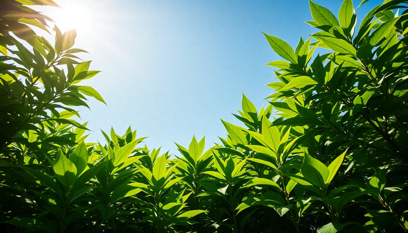 Erlebe die üppigen Kratompflanzen von https://www.kratombird.de, die frisch geerntet werden und die Qualität und Reinheit unserer Produkte symbolisieren.